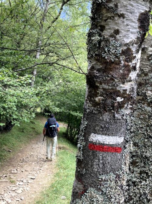 Bosque de Noarre, camino a Bordas de Graus( Parc Natural de l’Alt Pirineu)